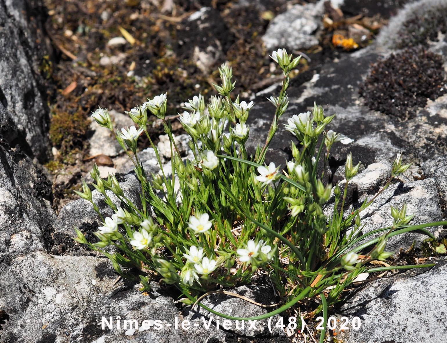 Sandwort, (Beaked)